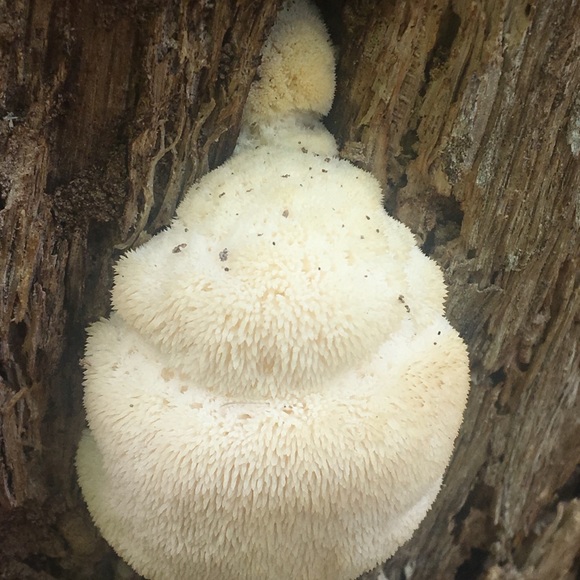 Meet your Posher, Leneatra - Picture 10 of 16